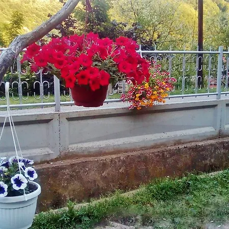 Vesna Daire *